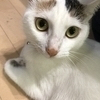 シロナさんのプロフィール画像