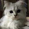 フォーさんのプロフィール画像