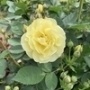 el.majoさんのプロフィール画像