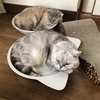 シロさんのプロフィール画像