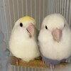 アリスさんのプロフィール画像