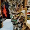 レンタルハンディマンさんのプロフィール画像