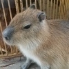 しょうさんのプロフィール画像