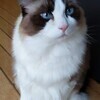 いちこさんのプロフィール画像
