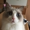 ラグドールさんのプロフィール画像