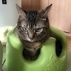 Mr.赤猫さんのプロフィール画像