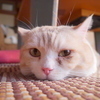 のんさんのプロフィール画像