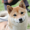shibaさんのプロフィール画像