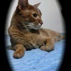 milemo