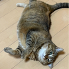 アルマゲドンさんのプロフィール画像