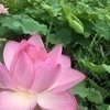 pa-ma-hiさんのプロフィール画像