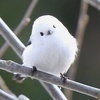 しまぴーさんのプロフィール画像