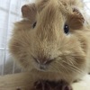 むぎ