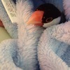 オカンさんのプロフィール画像