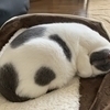 うさびっちさんのプロフィール画像
