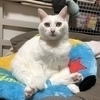 しろねこさんのプロフィール画像