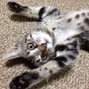 ゆずしおこんぶさんのプロフィール画像