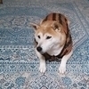 チャコパパさんのプロフィール画像