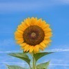 ひまわりさんのプロフィール画像