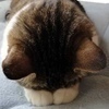 MMさんのプロフィール画像