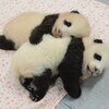 マカロンさんのプロフィール画像