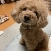 岡ちゃさんのプロフィール画像