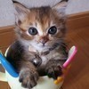 ちょ子❤️さんのプロフィール画像