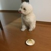 まももさんのプロフィール画像