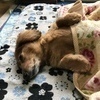 フォルさんのプロフィール画像