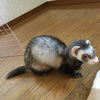 vellさんのプロフィール画像