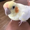 チノタロウさんのプロフィール画像