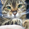 ねこガメさんのプロフィール画像