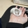 ちびママさんのプロフィール画像