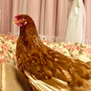 みやこさんのプロフィール画像