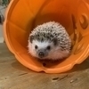 サトシさんのプロフィール画像