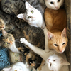 猫日和さんのプロフィール画像