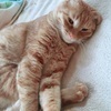 あおむらさきさんのプロフィール画像