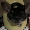 いぬこさんのプロフィール画像