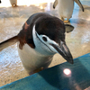トトロペンギンさんのプロフィール画像