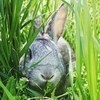 wankowhoさんのプロフィール画像