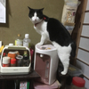 でぶっちょさんのプロフィール画像