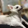デザートイーグルさんのプロフィール画像