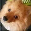 ししさんのプロフィール画像