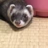 ゆうかさんのプロフィール画像