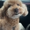 犬さんのプロフィール画像