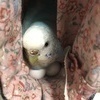 りんちゃんさんのプロフィール画像