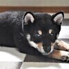 majikoさんのプロフィール画像