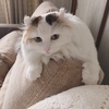 あゆみさんのプロフィール画像