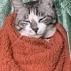 ごろんごろんさんのプロフィール画像