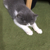 りんりんちゃんさんのプロフィール画像